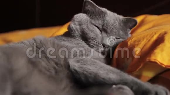 英国灰猫睡觉视频的预览图