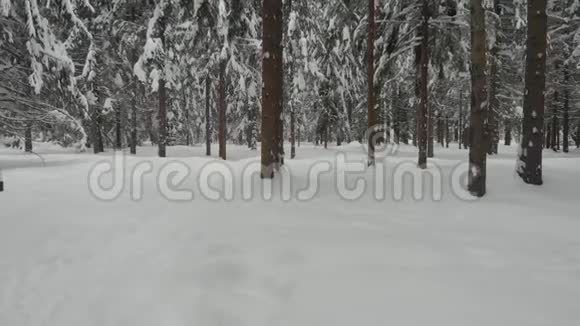 冬天的针叶林白雪覆盖的松树冬天寒冷的风景视频的预览图