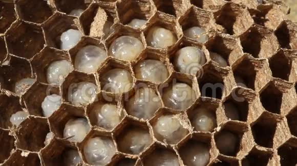 在一个黄蜂巢内呈现六角形结构和卵视频的预览图