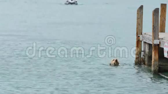 狗游泳与球4k视频视频的预览图