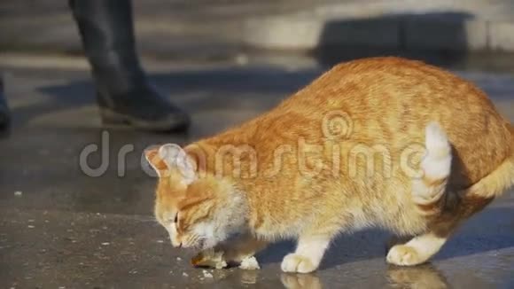 春天初街上的红色无家可归的猫在公园里吃食物慢动作视频的预览图