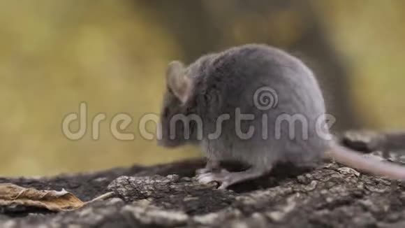 坐在森林地板上的野老鼠视频的预览图