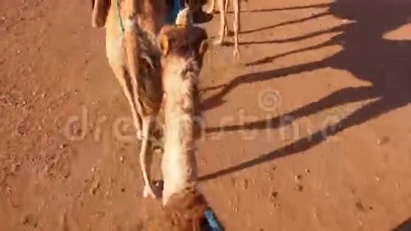 骑骆驼摩洛哥视频的预览图