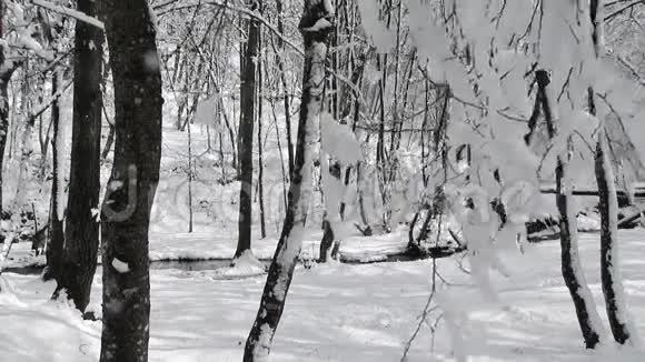 冬季森林中飘雪的枝条视频的预览图