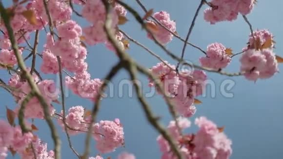 转向树树粉红樱花视频的预览图