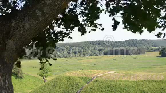 枫树山丘丘视频的预览图