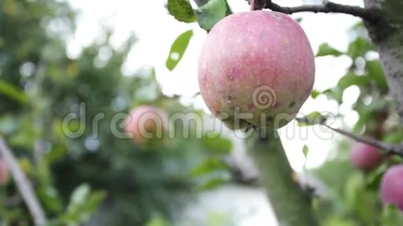 一个成熟多汁的红苹果在树枝上视频的预览图
