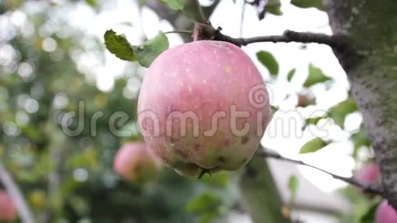 一个成熟多汁的红苹果在树枝上视频的预览图