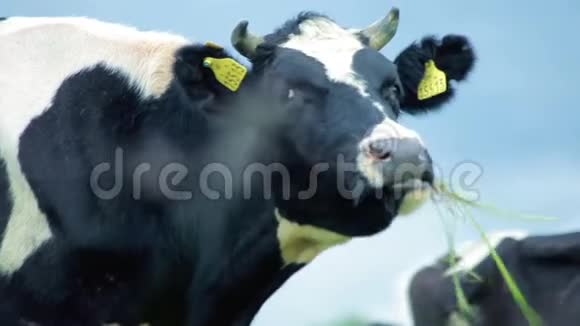 农场牛吃草农场牛吃草放牧养牛场视频的预览图