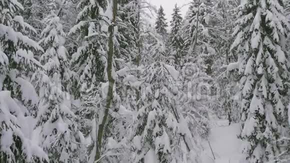 冬天的针叶林白雪覆盖的松树冬天寒冷的风景视频的预览图