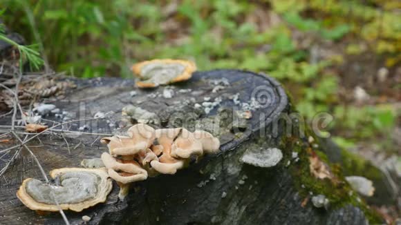 欧洲森林的树桩上生长着蘑菇视频的预览图