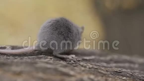 坐在森林地板上的野老鼠视频的预览图