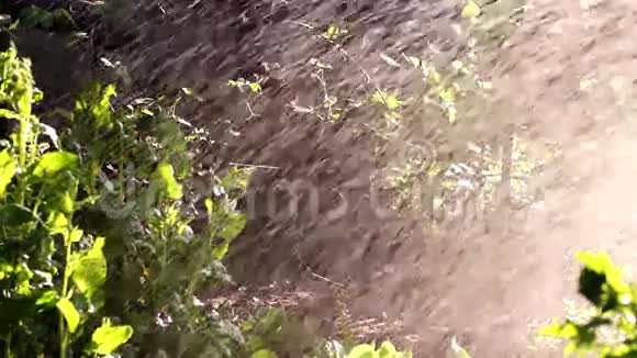 花园中的脱水植物版本1视频的预览图