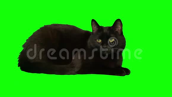 黑猫躺着烦躁地摇着尾巴视频的预览图