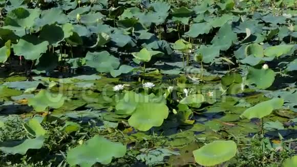 池塘里的白莲花视频的预览图