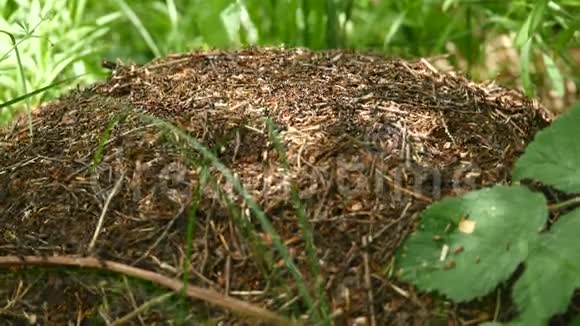 蚂蚁窝火蚁在树林中的蚂蚁山上爬行视频的预览图