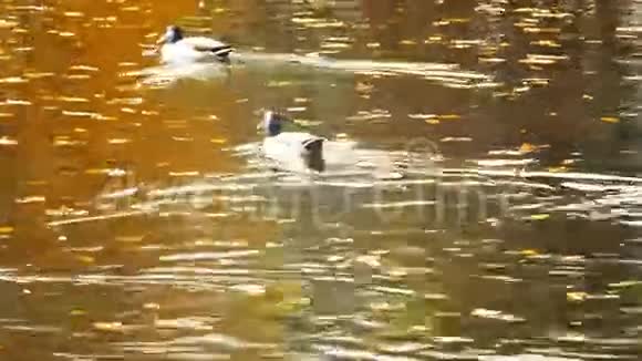 池塘里的鸭子水面上的倒影和漂浮的秋叶视频的预览图