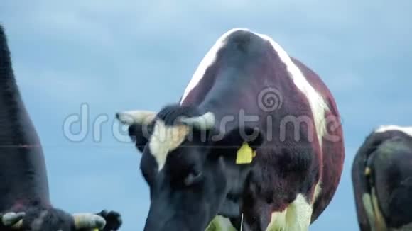 奶牛放牧农场牛在田间放牧牛吃草视频的预览图