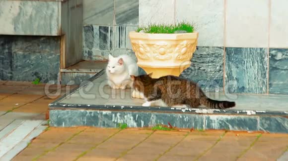 两只野猫绕过对方避免了可能的冲突视频的预览图