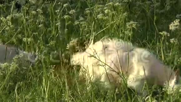白山羊在田里放牧小山羊在链子上山羊妈妈两只山羊视频的预览图