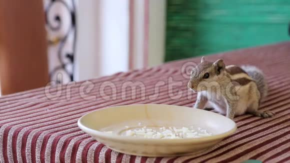 松鼠吃盘子里的东西视频的预览图