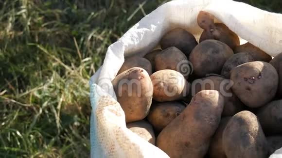大土豆在袋子里巨大的马铃薯收获近景视频的预览图