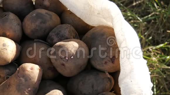 大土豆在袋子里巨大的马铃薯收获近景视频的预览图
