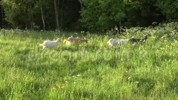 白山羊在田里放牧小山羊在链子上山羊妈妈两只山羊视频的预览图