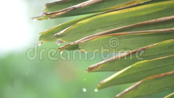 花园里的雨天东南亚的雨季视频的预览图