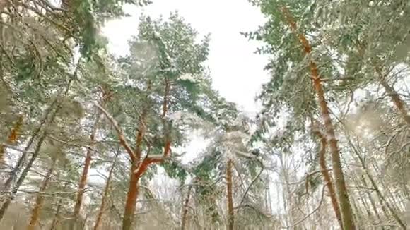 冬天森林里的树梢高大的松树伸展到天空视频的预览图