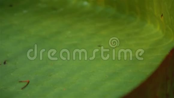巨型睡莲超宏镜头视频的预览图