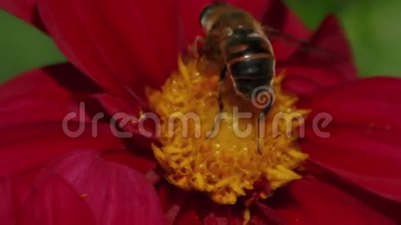 一只蜜蜂的超宏观镜头污染一朵红花视频的预览图