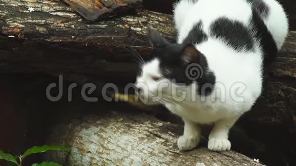 流浪猫在后院里寻找食物视频的预览图