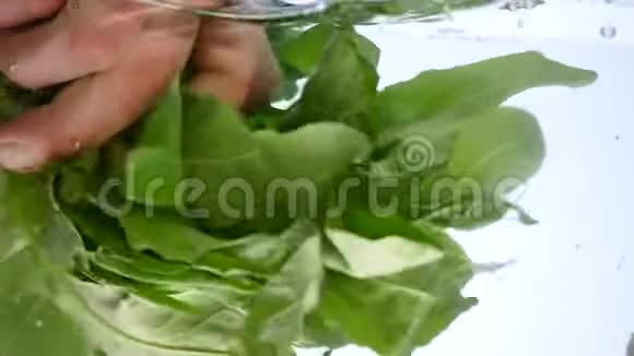绿菜叶上有水滴溅到白色视频的预览图