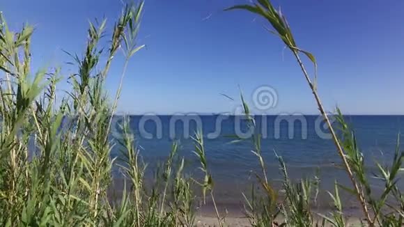 绿色的芦苇在海风中摇曳视频的预览图