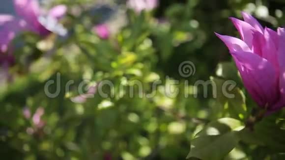 关闭白色紫色百合花的时间视频的预览图