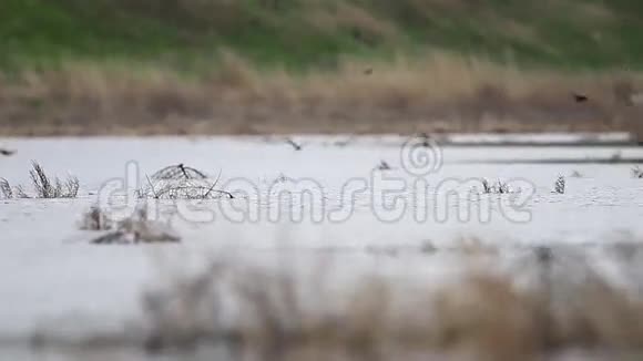 第一只燕子飞过水面视频的预览图
