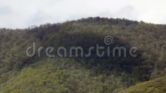 森林树叶上的云影视频的预览图