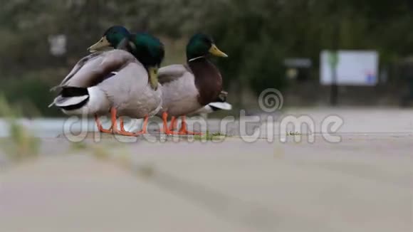 公园里有两只公鸭视频的预览图