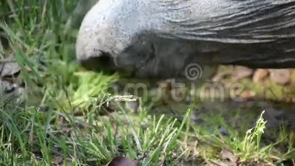 在吃草的时候要把龟头合上视频的预览图