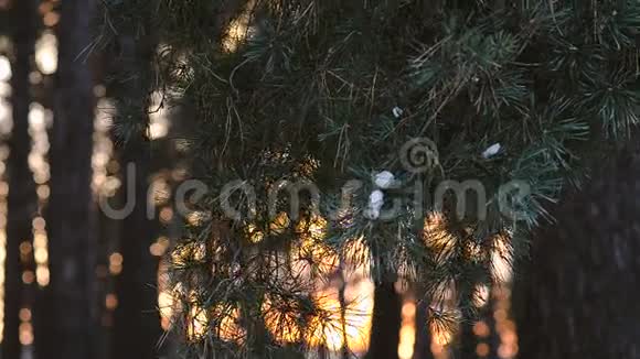 美丽的松枝在日落时迎风摆动雪在松枝上飘摇冬日的晚林在阳光的映衬下飘摇视频的预览图