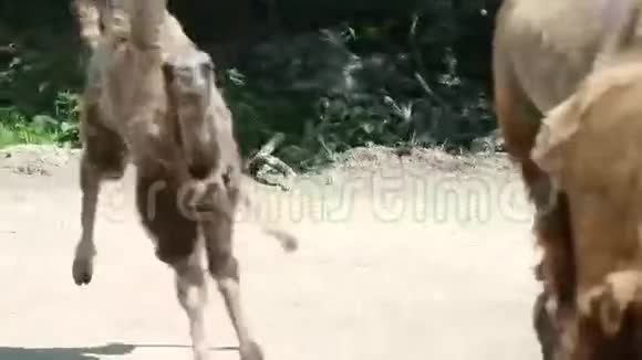 骆驼宝宝在别人吃饭的时候到处跑视频的预览图