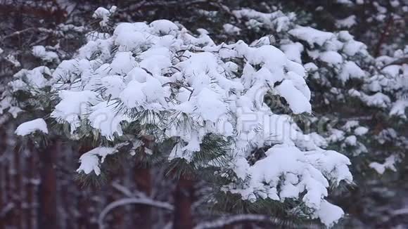 松枝覆盖着白雪在风中摇曳冬林视频的预览图