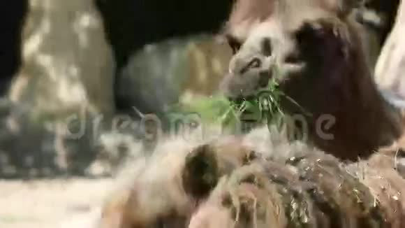 骆驼吃草抬起头视频的预览图