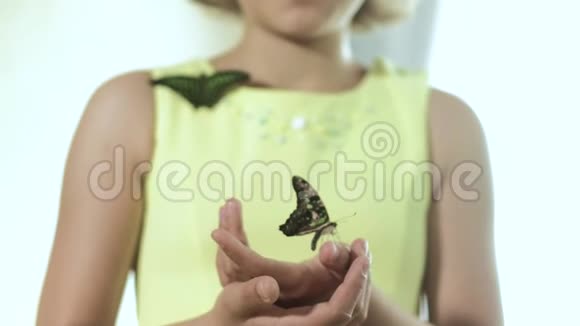 抱着一只蝴蝶的女孩视频的预览图