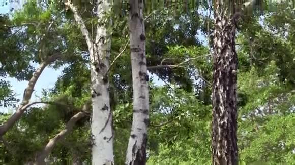 倾斜树干和树枝白桦树视频的预览图