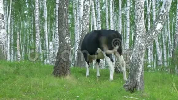 奶牛在绿色的草地上放牧森林里的牛在森林里吃草的牛视频的预览图