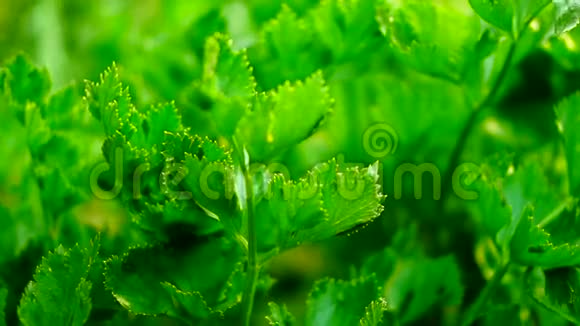 在花园里生长的芹菜叶风声音视频的预览图