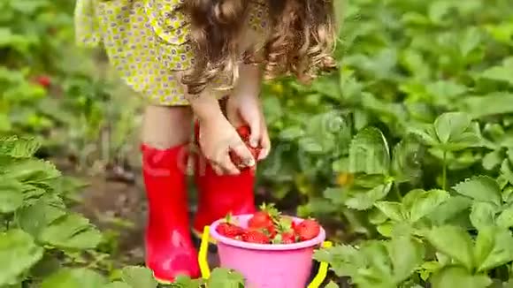 小女孩收集草莓视频的预览图