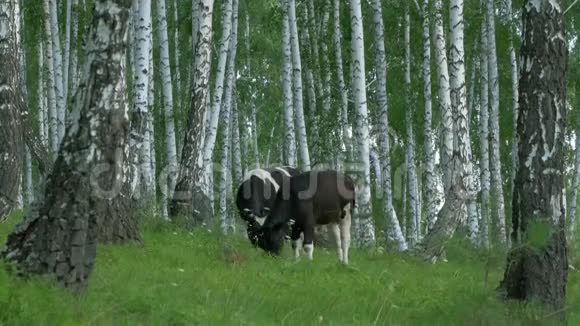 奶牛在绿色的草地上放牧森林里的牛在森林里吃草的牛视频的预览图